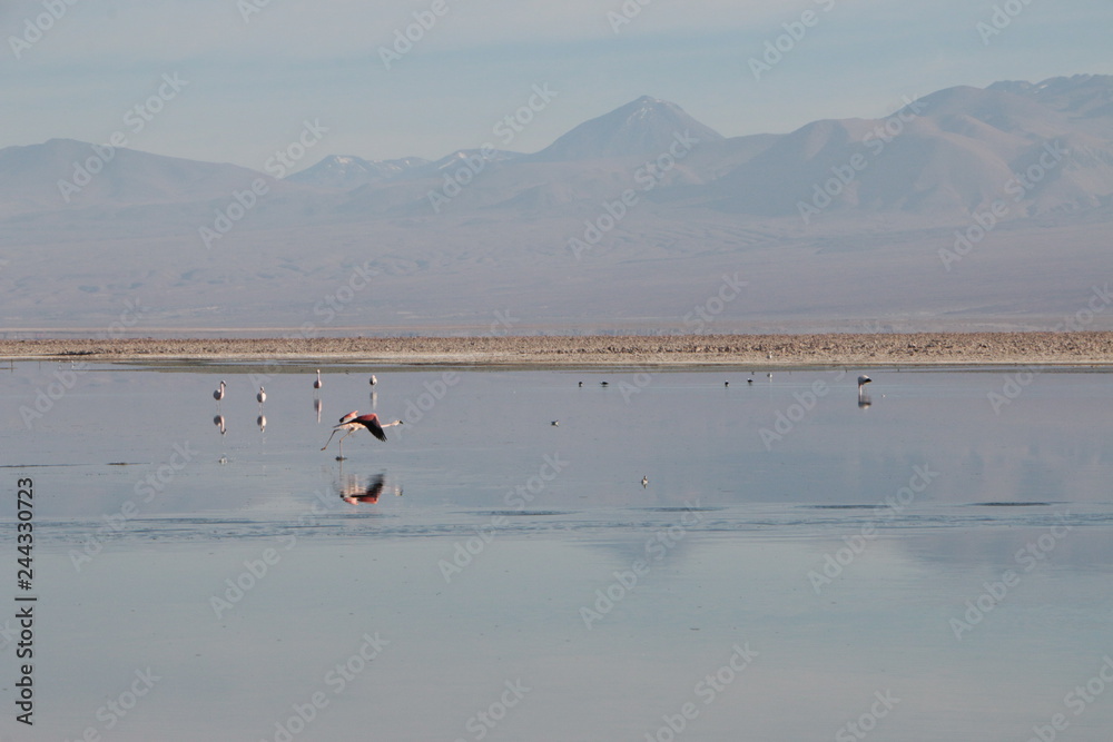 Fototapeta premium Flamants roses