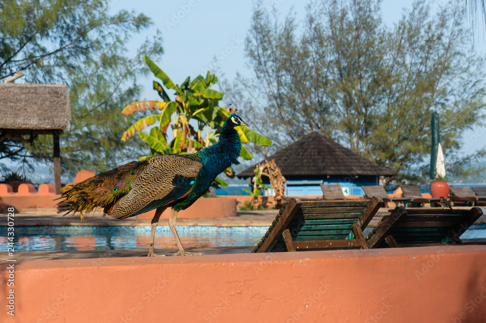 Prison island, Zanzibar, beautiful peacocks live on the island.Pool ...