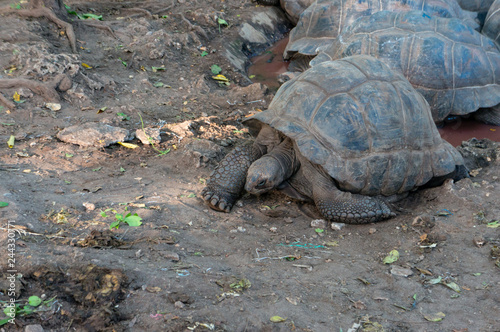 An Aldabra giant tortoise looks out from its shell on Prison Island off Zanzibar, Tanzania.