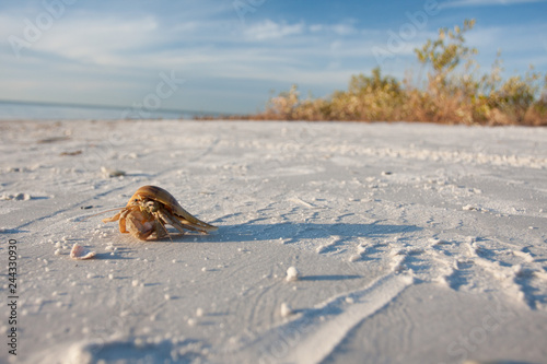 Lone crab on an empty white sand beach on the gulf coast of Florida.