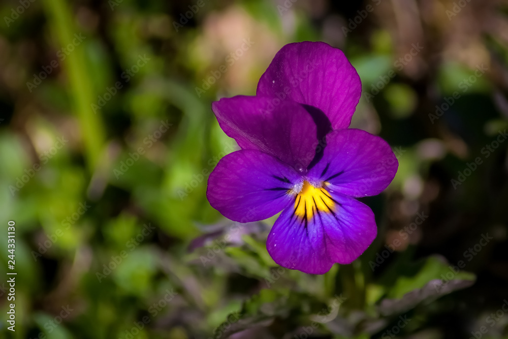 Purple Flower On Bokeh Background