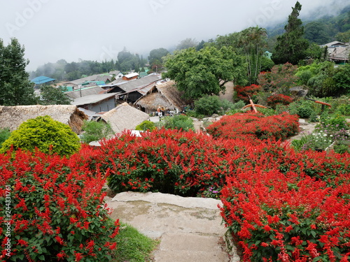 garden with flowers