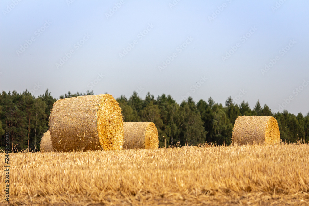 Goldene Strohballen vor blauem Himmel