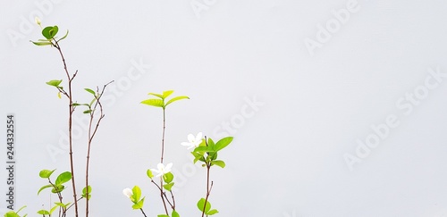 Beautiful white or Mok flower with green leaves and branch isolated on gray cement wall background with copy space - Beauty of Nature and plant concept. Scientific Name of Flower: Wrightia religiosa
