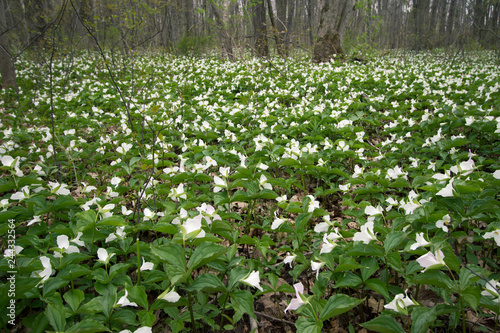 Spring Landscape Background. Field of wild trillium carpet the forest floor. Trillium are the official wildflower of Ontario and Ohio. photo