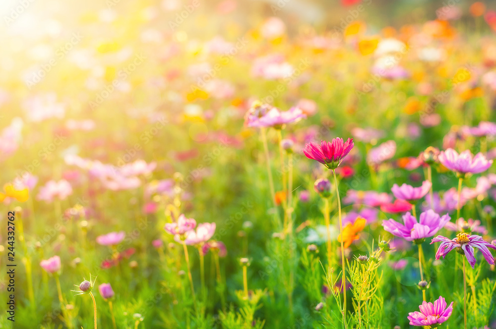 Obraz premium Cosmos Vintage Tone Background, kolorowe kwiaty z rana.