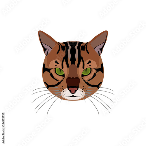 Bengal Cat brown-spotted