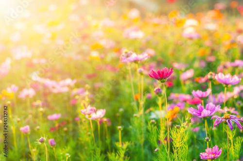 Cosmos Vintage Tone Background,Colorful flowers with morning light. © Sky Stock
