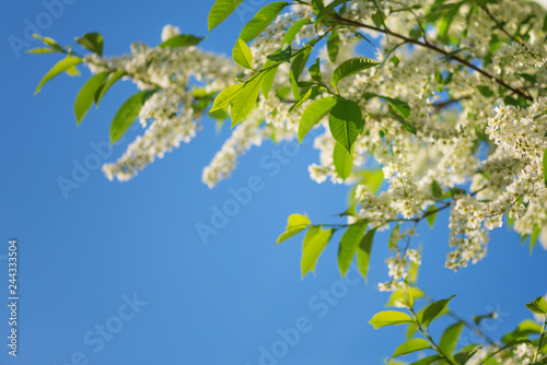 White bird cherry flowers