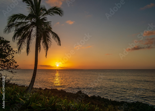 Palm tree against golden sunset at the west side of San Andrés island, Colombia. photo