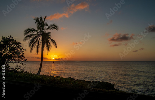 Palm tree against golden sunset at the west side of San Andr  s island  Colombia.