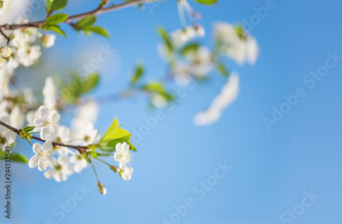 White cherry flowers