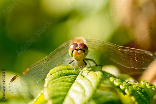 Common Darter dragonfly (Sympetrum striolatum) perched face-on, Marazion Marsh, Cornwall, England, UK.
