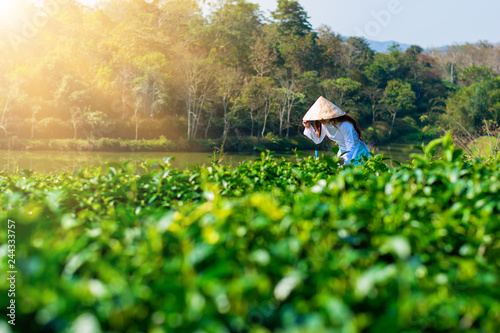 Women harvest tea leaves in the morning tea plantations.