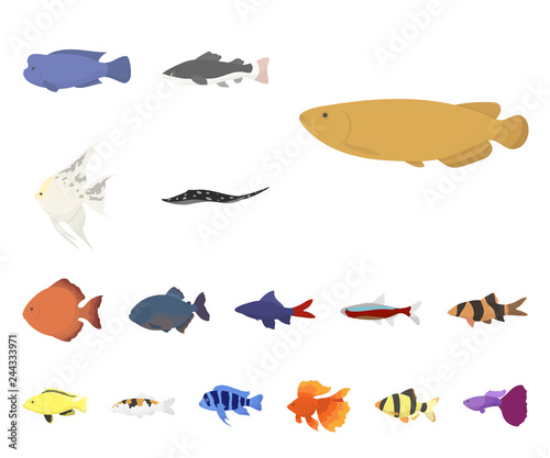 Different types of fish cartoon icons in set collection for design. Marine and aquarium fish vector symbol stock web illustration.