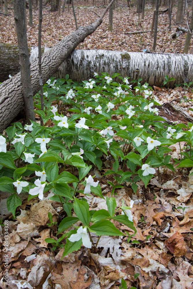 Obraz premium Spring Landscape Background In Vertical Orientation. Field of wild trillium carpet the forest floor. Trillium are the official wildflower of Ontario and Ohio.