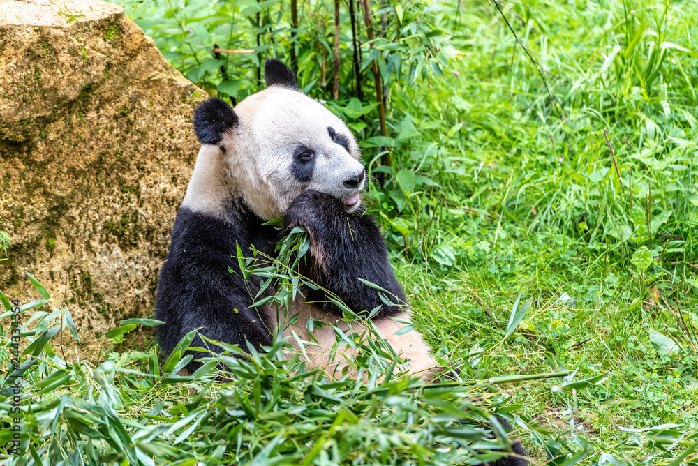 Fototapeta premium Giant panda eating bamboo