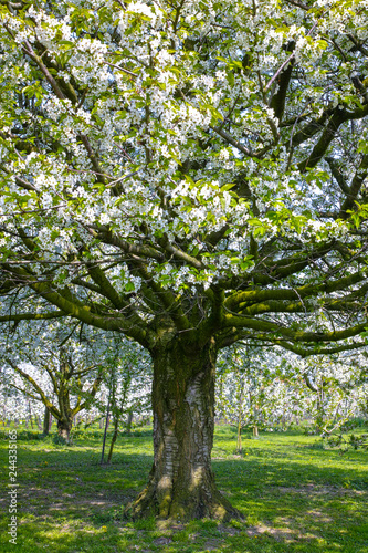 Cherry tree blossom  spring season in fruit orchards in Haspengouw agricultural region in Belgium  landscape