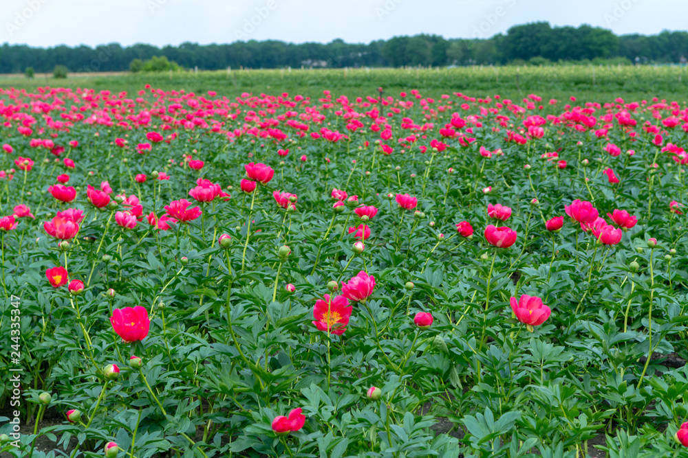 Colorful field with seasonal blossom of big pink peony roses flowers, countryside landscape, Dutch flowers