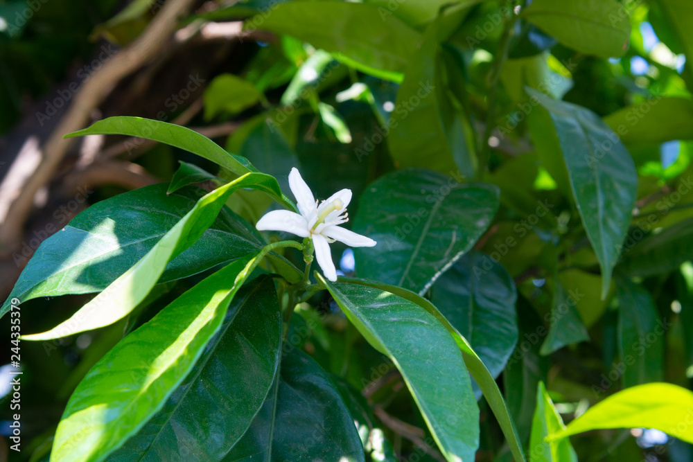 Seasonal blossom of aromatic orange tree flowers Seasonal blossom of aromatic orange tree flowers