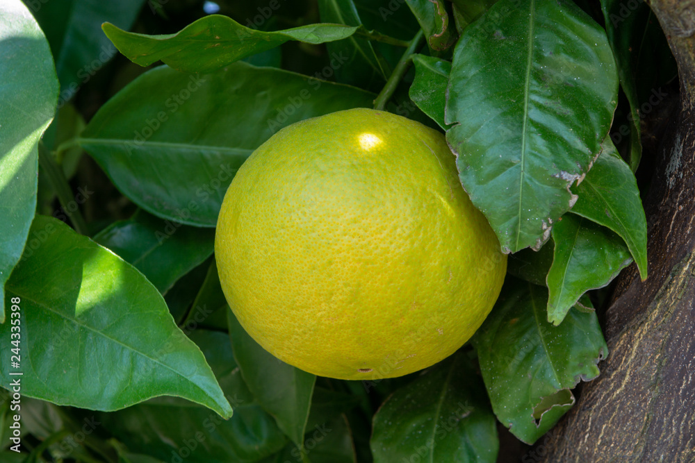 Big ripening orange citrus fruit on orange tree in orchard