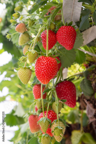 Harvesting of fresh ripe big red strawberry fruit in Dutch greenhouse