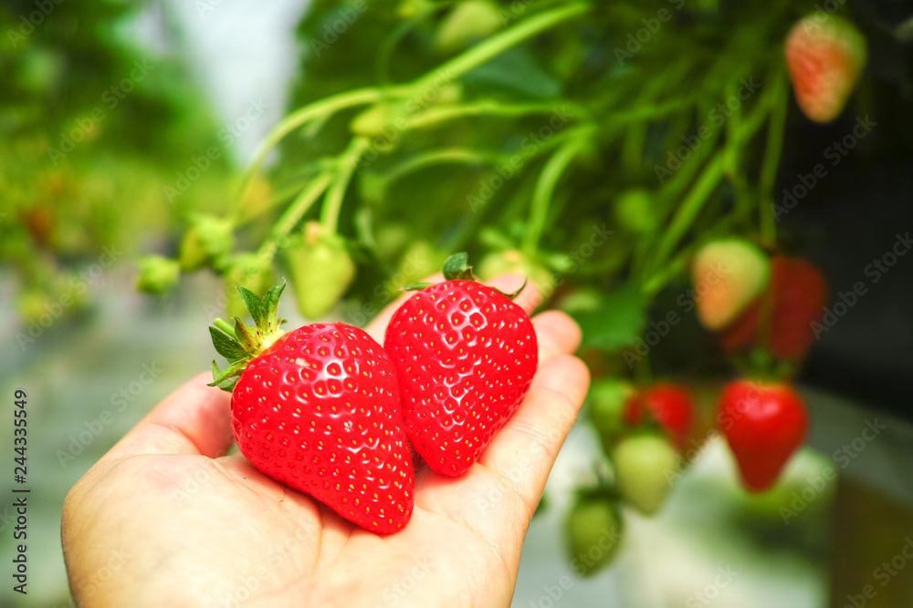 Obraz premium Harvesting of fresh ripe big red strawberry fruit in Dutch greenhouse
