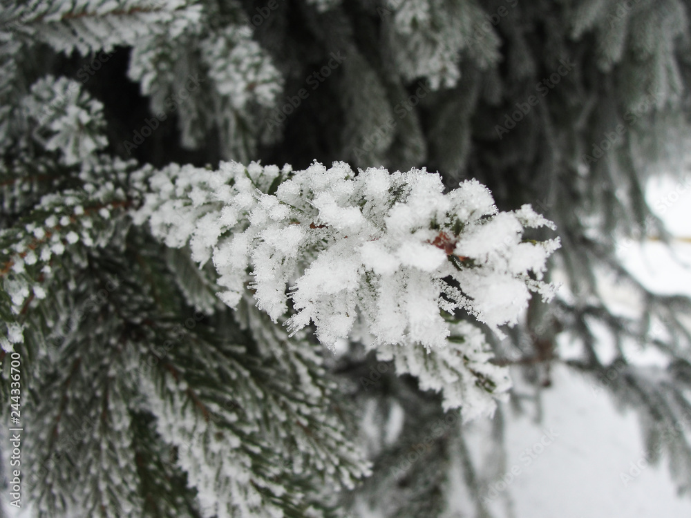 Winter fir branches in snow and frost