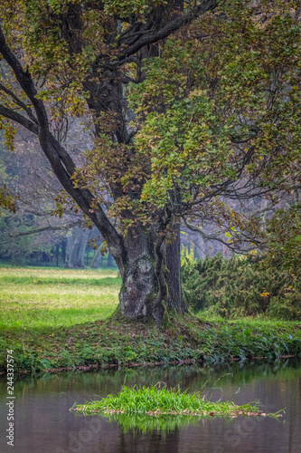 Fototapeta Naklejka Na Ścianę i Meble -  Image of a tree at lake in a park.