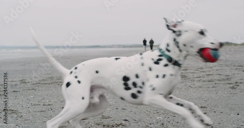 Running dog dalmatian on the beach and holding a small ball on his mouth , in front of the camera. photo