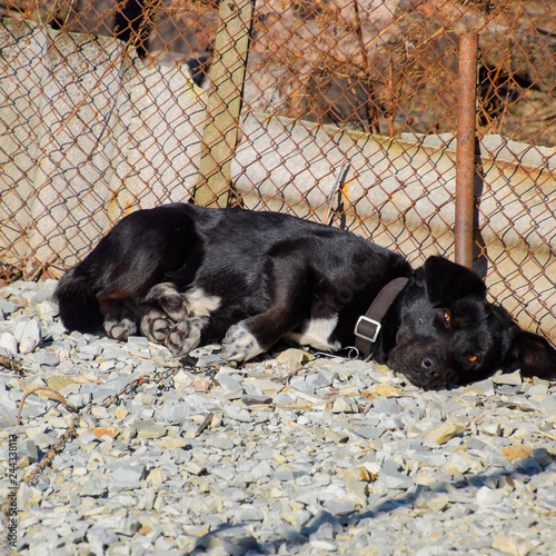 Black dog on a chain resting under a fence photo