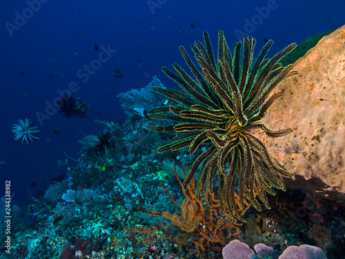 Underwater wide angle photography of a feather star.