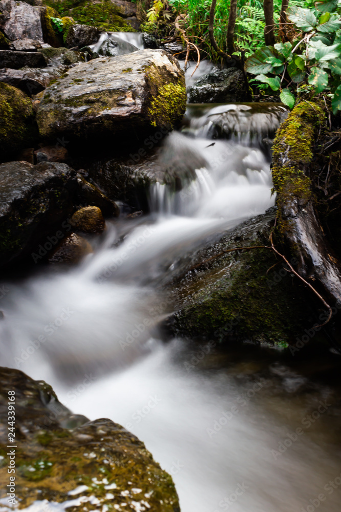 Mountain waterfall in summer forest. River with wet stones and plants on shore.