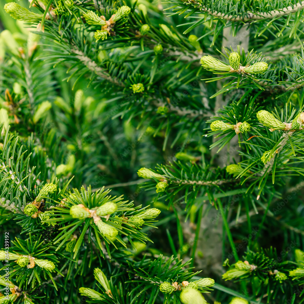 Branch of green pine, spruce or cedar in forest. Branch of green pine, spruce or cedar in forest.