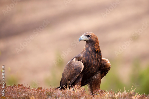 Golden eagle, Aquila chrysaetos sitting on the grass