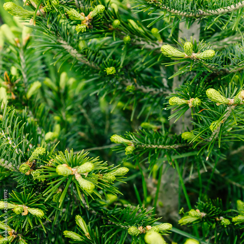 Branch of green pine  spruce or cedar in forest.