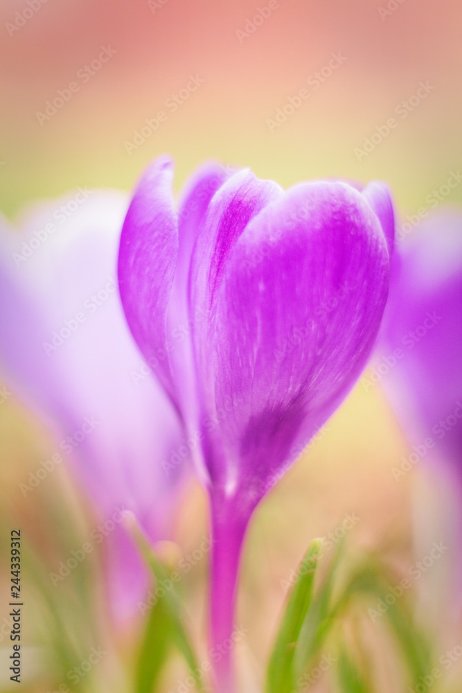 Crocus vernus, purple flowering plant in close-up view.