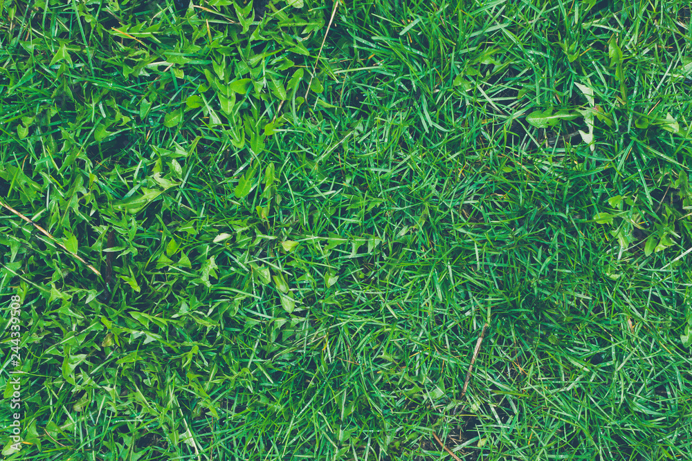 Summer green lawn, grass as background Summer green lawn, grass as background
