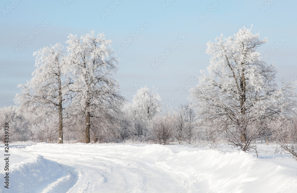 Obraz premium winter forest snow road trees