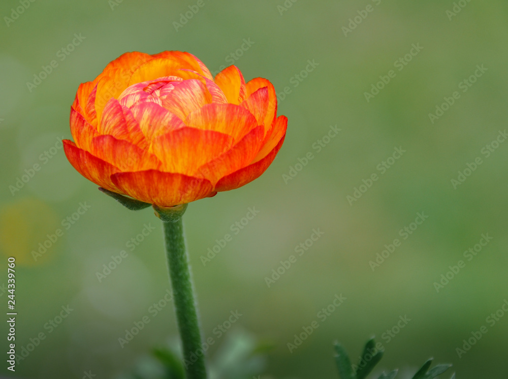 Spring or summer seasonal ranunculus flowers, blooming outdoors Spring or summer seasonal ranunculus flowers, blooming outdoors