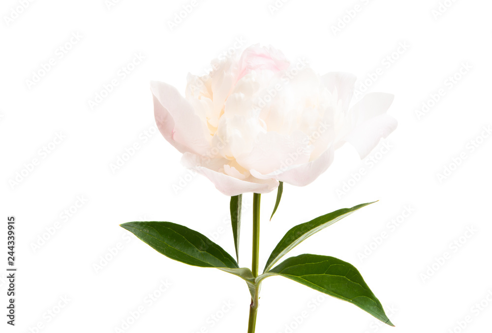 Peony isolated