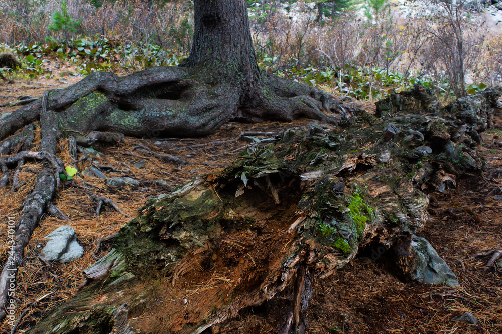 Old moss covered tree in forest