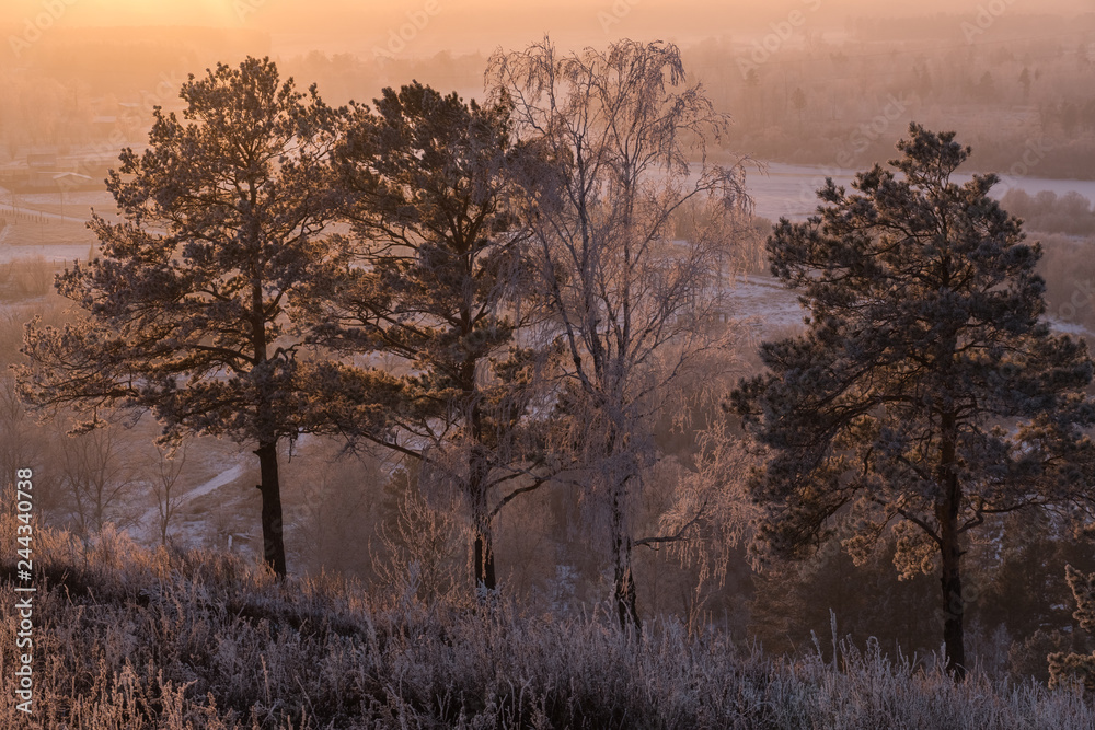 Frost-covered trees on the edge of the grove