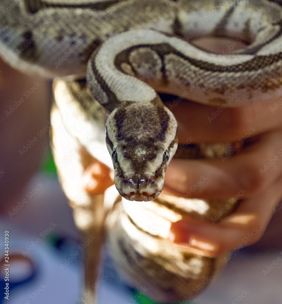 Fototapeta premium big python in a man's hand