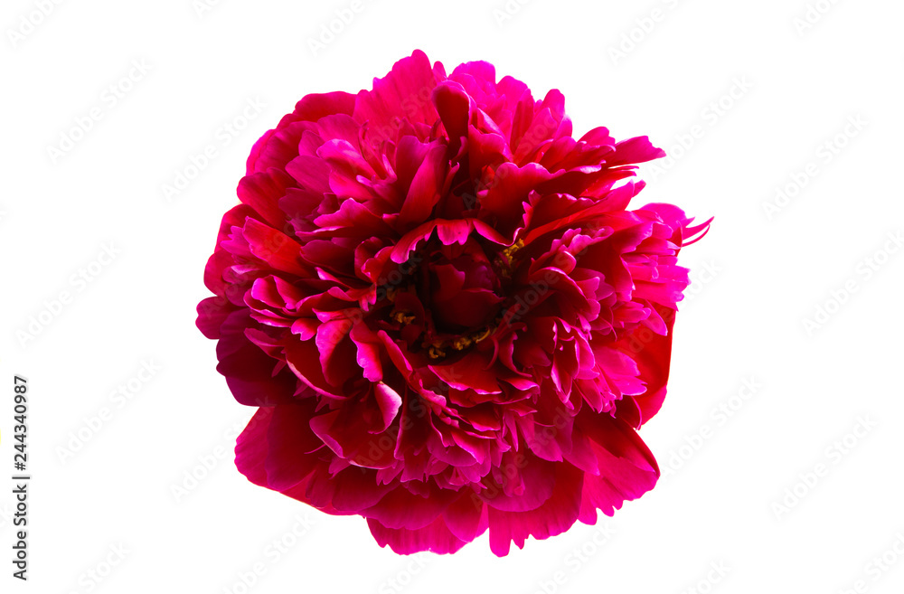 Peony isolated Peony isolated