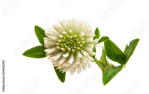 clover flower isolated
