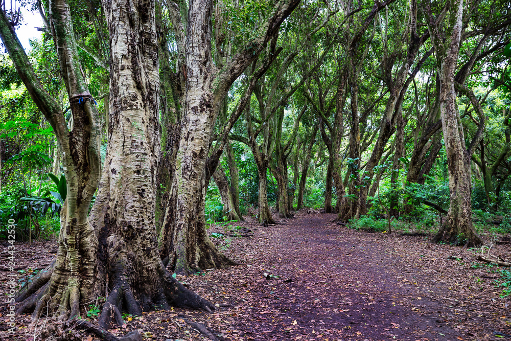 Forest on Hawaii