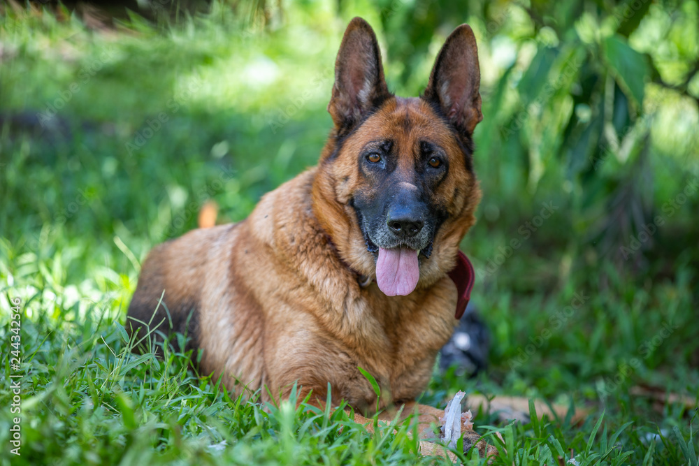 German Shepherd Dog Portrait