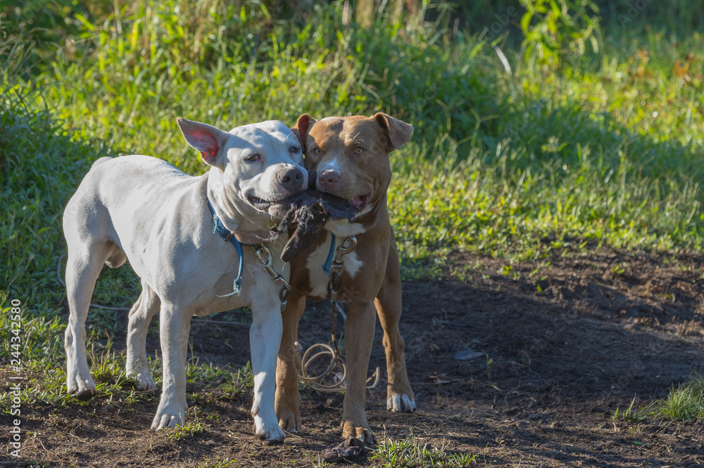 dogs sharing a chew toy