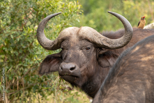 Afrikanischer Büffel mit Vogel auf Rücken